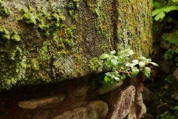 Resilience in the Wall: Moss and Life in Ezcaray