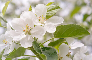 Open white apple tree flower on blurred background