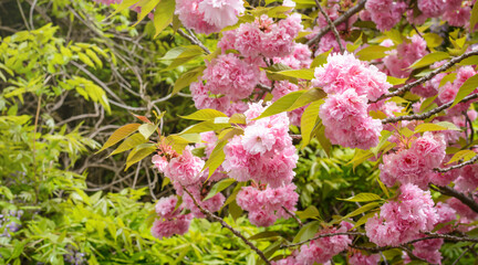 Obraz premium Branches with pink cherry blossoms