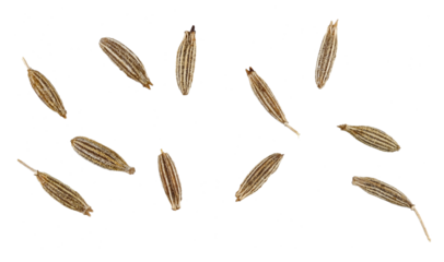 Set cumin isolated on a transparent background. Completely in focus. Full depth of field. Top view. PNG.