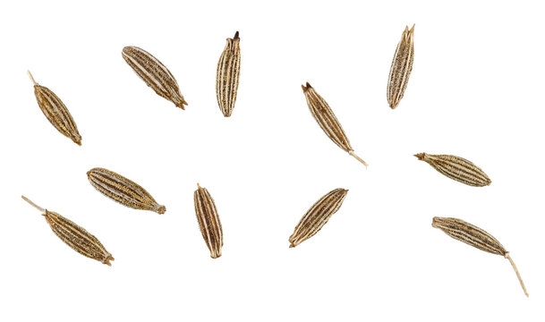 Set cumin isolated on a transparent background. Completely in focus. Full depth of field. Top view. PNG.