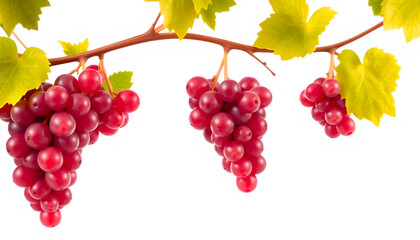 Red grapes isolated on transparent png, retro style. with white shades