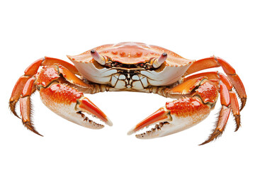 Red Crab Detailed Closeup Studio Shot Ocean Seafood Life Beach Water Animal Nature Dinner Summer on transparent background