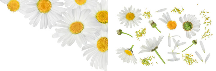 Fototapeta premium chamomile or daisies isolated on white background. Top view with copy space for your text. Flat lay