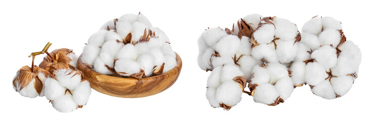 Cotton plant flower in wooden bowl isolated on white background with  full depth of field