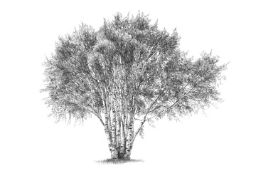 Birch Tree Drawing &ndash; Hand Sketched Neutral Wall Art, Vintage Nature Illustration