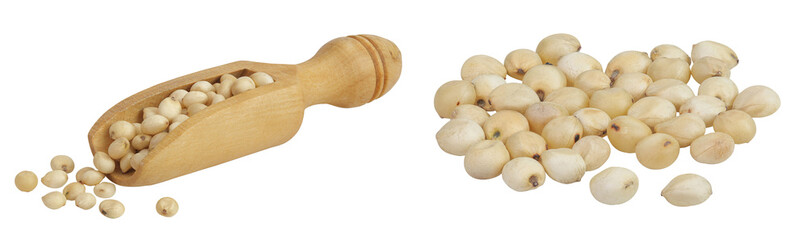 Sorghum seeds in wooden scoop isolated on white background with full depth of field.
