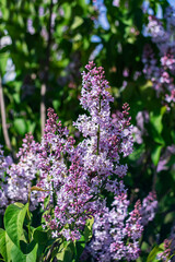 Fototapeta premium Bright purple lilac in sunlight against green foliage.
