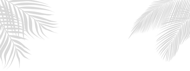 Realistic shadow of a palm tree frond in the corner, with tropical coconut leaf accents on a transparent background. Perfect for summer-themed design and product mockups