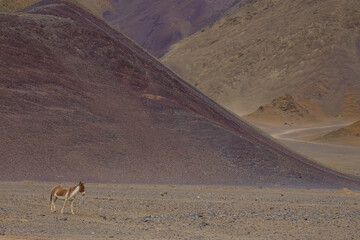 A lone kiang also known as Tibetan wild Ass grazing on the grasslands of Ladakh, India