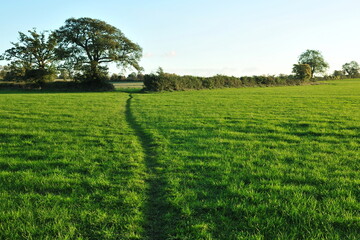 Scenic view of a green grass field in the countryside