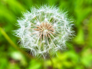 Fototapeta premium タンポポの綿毛のクローズアップ