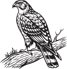 Obraz premium Northern Goshawk bird silhouette vector Illustration
