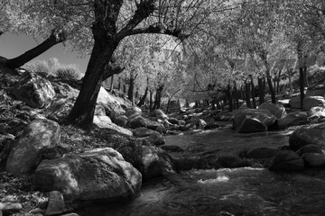 A high contrast landscape of a stream flowing through dense trees and rocks.