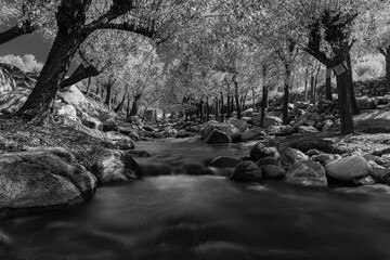 A high contrast landscape of a stream flowing through dense trees and rocks.