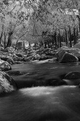 A high contrast landscape of a stream flowing through dense trees and rocks.