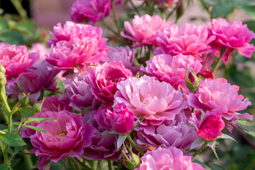 Blooming pink roses in full sunlight, showcasing delicate petals and natural beauty. Ideal for romantic, floral, gardening, or spring-themed projects