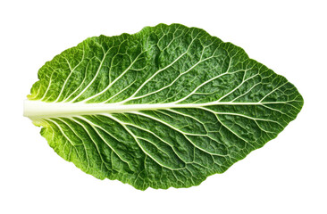 Obraz premium Fresh green leaf of chinese cabbage with detailed veins