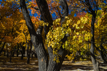 A pristine view of trees with yellow golden leaves during autumn season and sunrays falling on them.