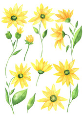 Watercolor set of Jerusalem artichoke flowers