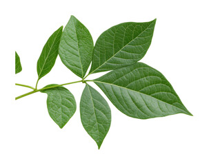 Fototapeta premium Vibrant green leaves on branch isolated on white background