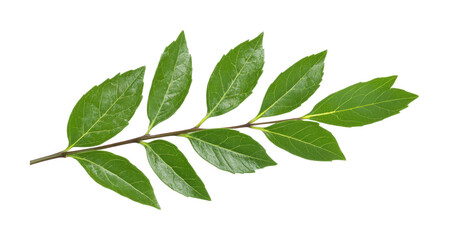 Green ash tree leaves in detailed close-up view