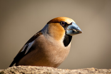 The hawfinch