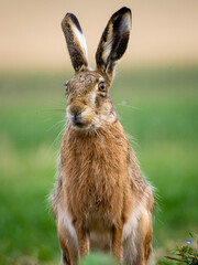 Common Hare