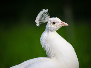 White peacock