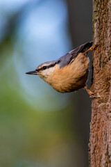 Nuthatch bird