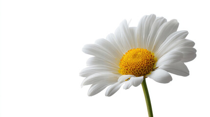 Single white daisy on white background