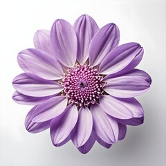 Obraz premium Purple Osteospermum Flower Close-up