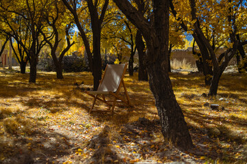 A pristine view of trees with yellow golden leaves during autumn season and sunrays falling on them.