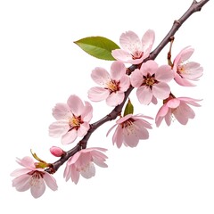 Naklejka premium Pink Almond Blossom Branch