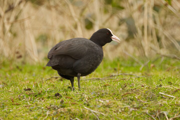 Coot with large claws, coot in the meadow, coot in the grass, black bird with large foot, bird with white beak and black plumage, Fulica atra