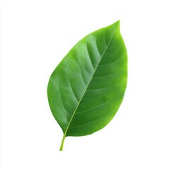 Fototapeta premium Close up of a single bright green leaf on a plain white background studio shot