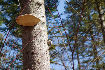 Une mésange à tête noire et un champignon sur un arbre dans la forêt.