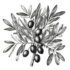 Monochrome Olive Branch with Ripe Olives