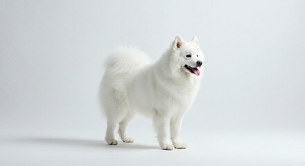 Adorable White Samoyed Dog Posing Against a Plain White Background