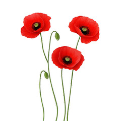 Obraz premium Three vibrant red poppies with delicate green stems and buds stand gracefully against plain background, showcasing their natural beauty and elegance