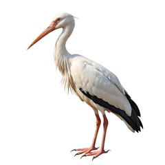 Obraz premium Elegant Woolly-necked Stork Isolated on White