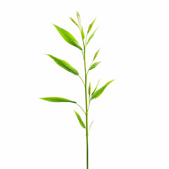Fototapeta premium Green Plant Illustration