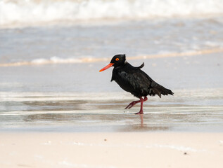 African black oystercatcher bird on the beach (Haematopus moquini) at Pearly beach, Western Cape, South Africa
