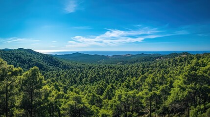 Green forest valley panoramic view