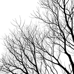 Silhouette of Bare Branches Against White Background
