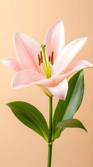 Fototapeta premium A single pale pink lily with green leaves against a beige backdrop