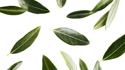 Naklejka premium Fresh Falling Olives Leaf on White Background for Food and Nature Concept