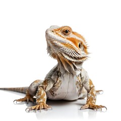 Obraz premium Bearded Dragon Lizard Closeup