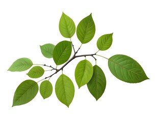 Fototapeta premium Green Leaf Branch Isolated on White