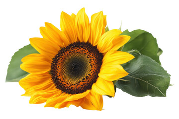 Fototapeta premium Vibrant sunflower a symbol of joy and summer with bright yellow petals against a white background
